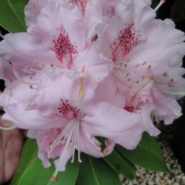 Rhododendron à grande végétation