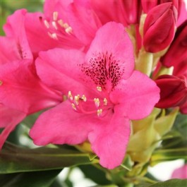 rhododendron à petite végétation