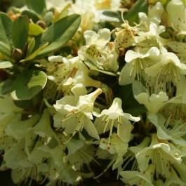 rhododendron nain jaune