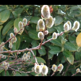 Saule marsault 'Pendula'