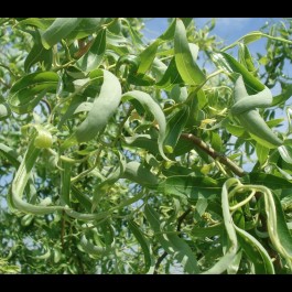 Saule pleureur 'Erythroflexuosa'