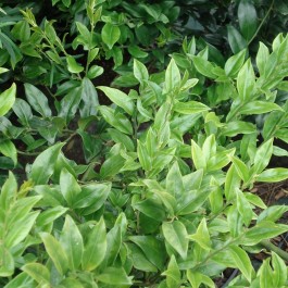 Sarcococca humilis