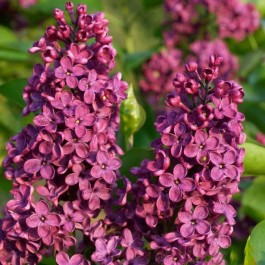 Lilas pourpre simple 'Louis Spaeth'