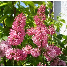 Lilas rose tendre 'James Mc Farlane'