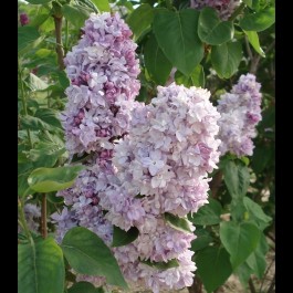 Lilas pourpre double 'Katherine Havemeyer'