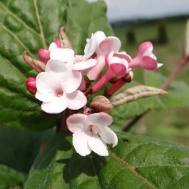 Viburnum caduc 'Aurora'