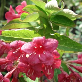 Weigélia rouge 'Bristol Ruby'