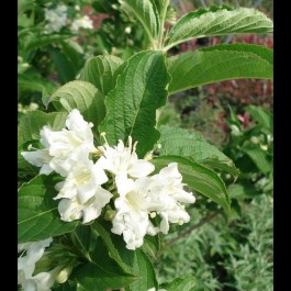 Weigélia blanc 'Candida'