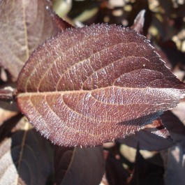 Weigélia à feuillage pourpre 'Foliis purpureis'