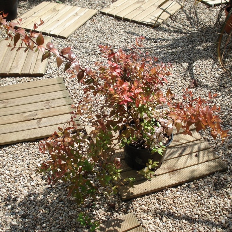 Vente en ligne de Abelia 'Edward Goucher' 1