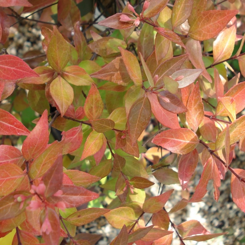 Vente en ligne de Abelia 'Francis Masson' 1