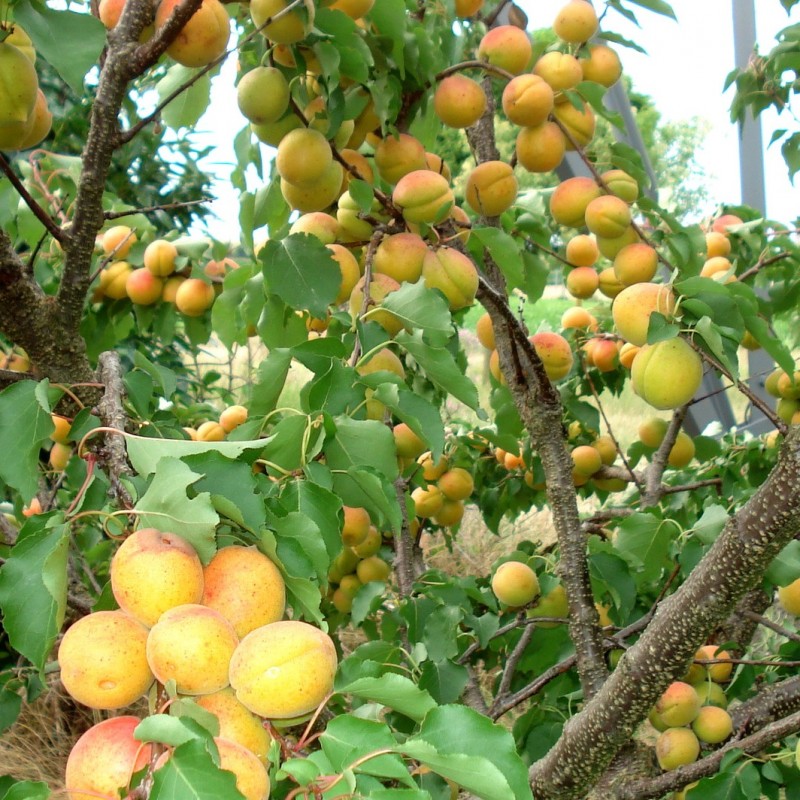 Vente en ligne de ABRICOTIER - Prunus armeniaca 'Polonais' 0