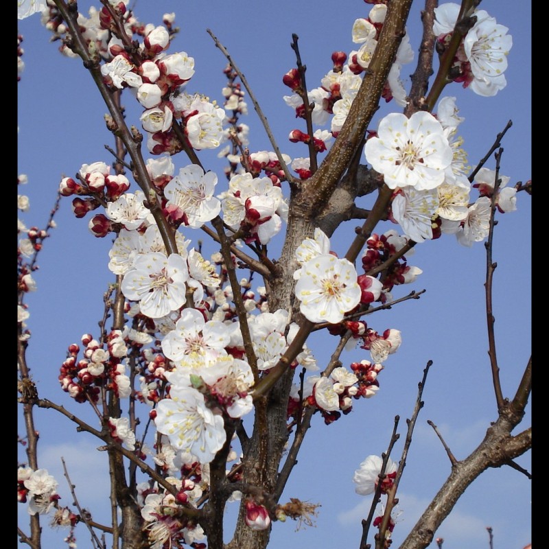 Vente en ligne de ABRICOTIER - Prunus armeniaca 'Pêche de nancy' 1
