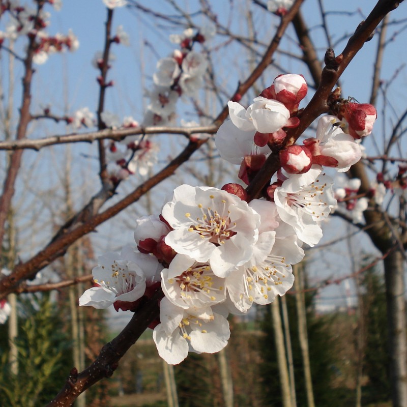 Vente en ligne de CERISIER - Prunus avium x cerasus - cerise vraie 'Anglaise hâtive' 1