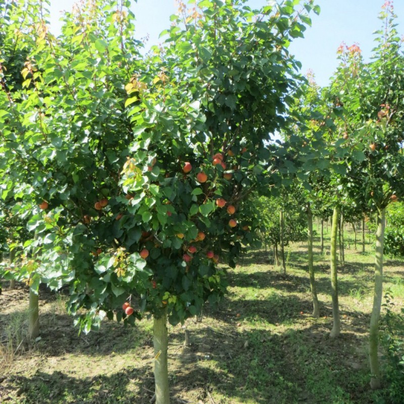 Vente en ligne de ABRICOTIER - Prunus armeniaca 'Bergeron' 2