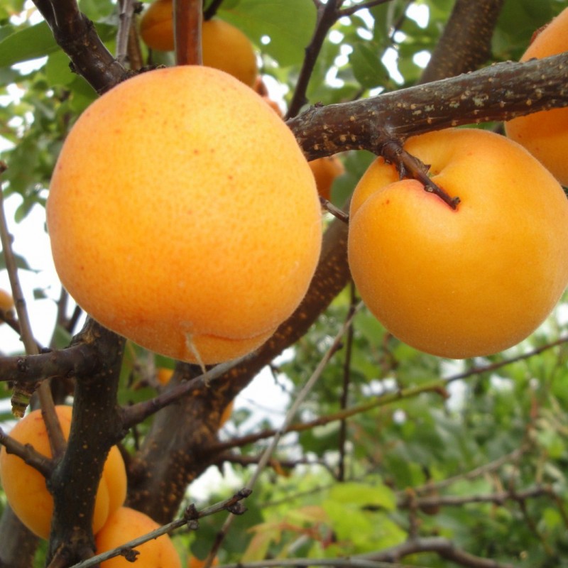 Vente en ligne de ABRICOTIER - Prunus armeniaca 'Colomer' 0