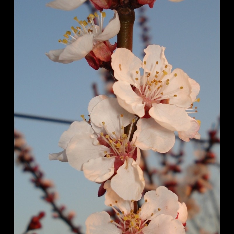 Vente en ligne de ABRICOTIER - Prunus armeniaca 'Luizet' 3