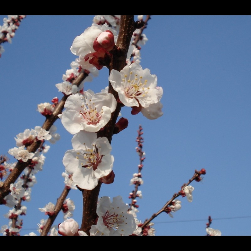 Vente en ligne de ABRICOTIER - Prunus armeniaca 'Luizet' 4