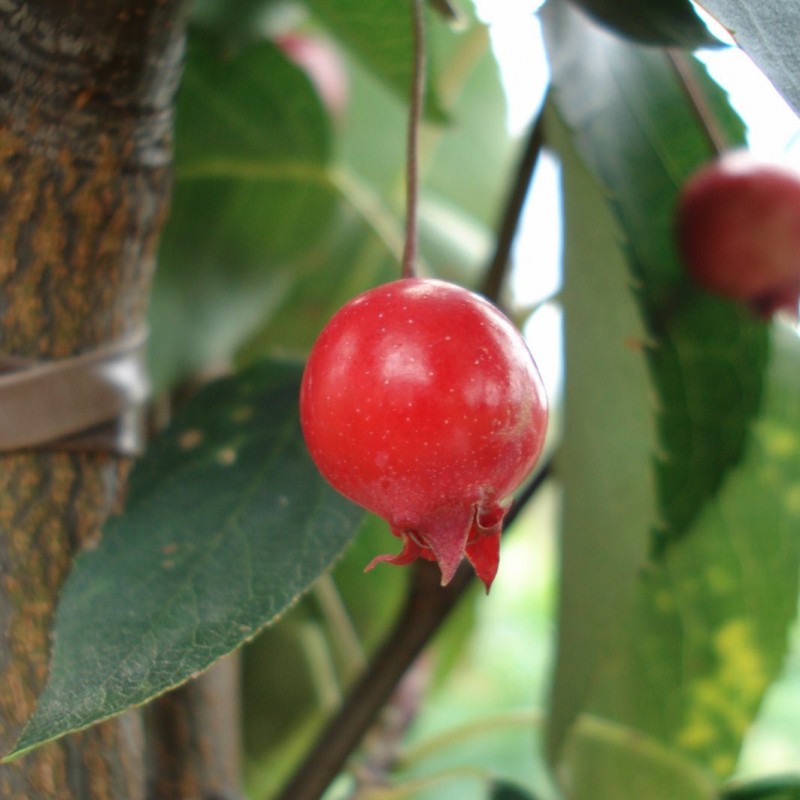 Vente en ligne de Amelanchier 0