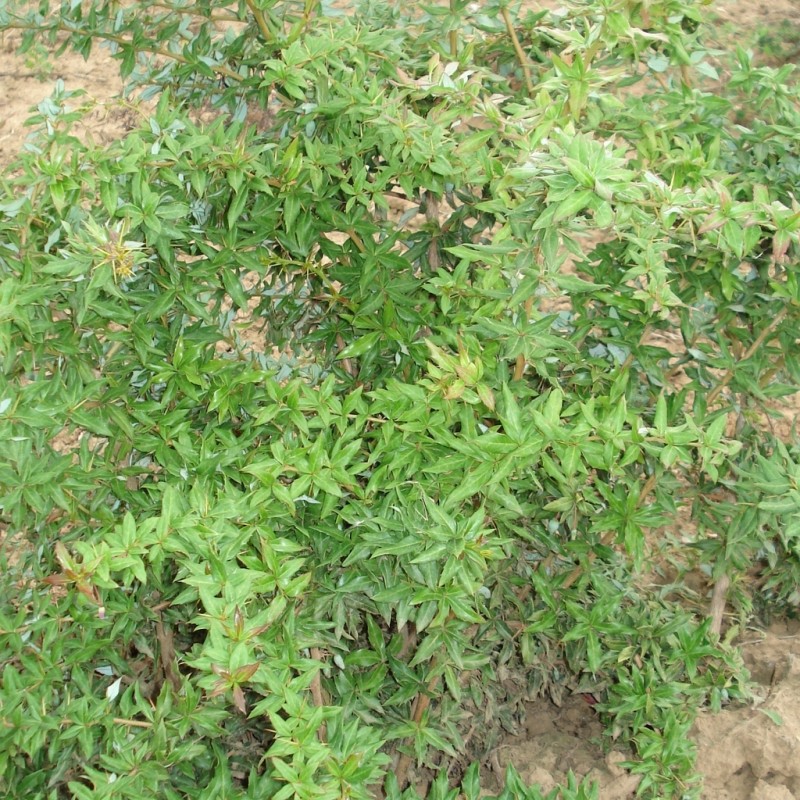 Vente en ligne de Berberis verruculosa 1