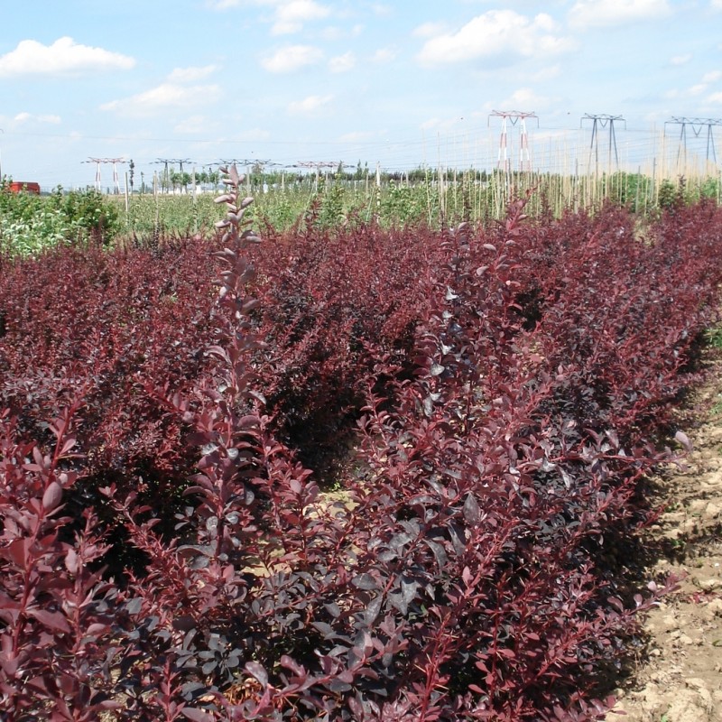 Vente en ligne de Berberis Auricauma 1