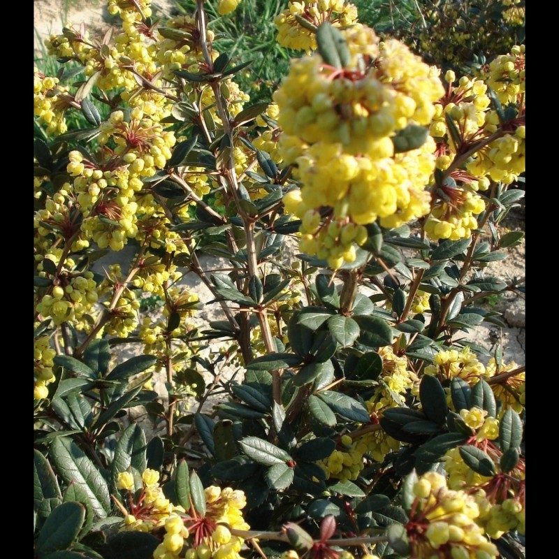 Vente en ligne de Berberis x stenophylla 2
