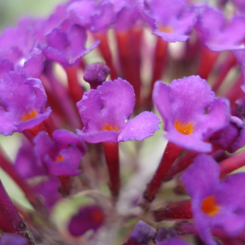 Vente en ligne de Arbre aux papillons nain 'Nanho purple' 2