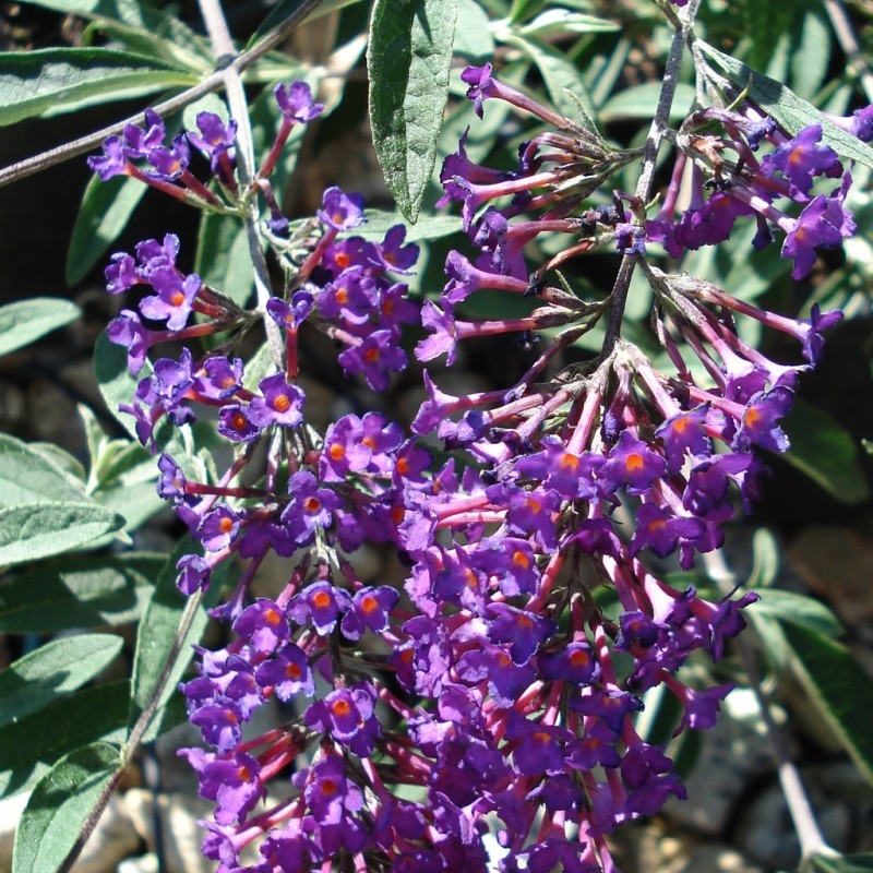 Vente en ligne de Arbre aux papillons nain 'Nanho purple' 3