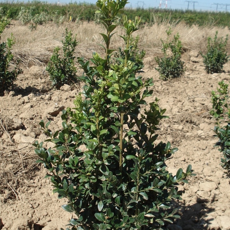 Vente en ligne de Buis 'Arborescens'   0