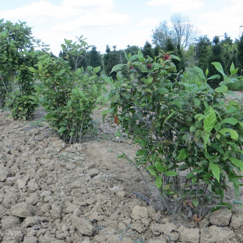 Vente en ligne de Arbre aux anémones 2