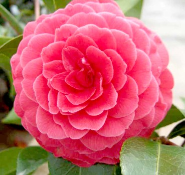 Vente en ligne de Camelia rouge imbriqué 0