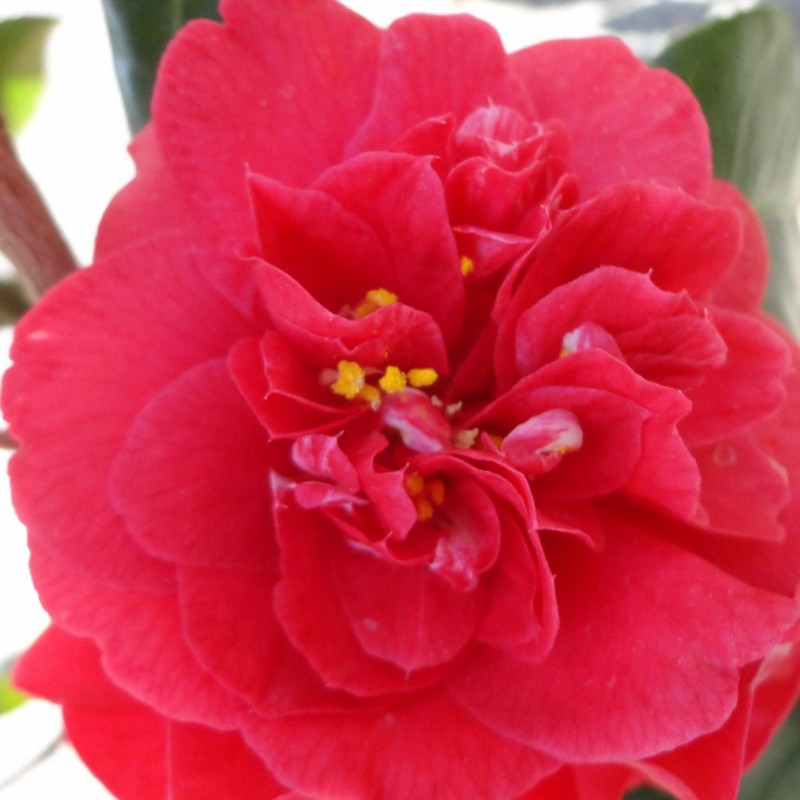 Vente en ligne de Camelia rouge 0