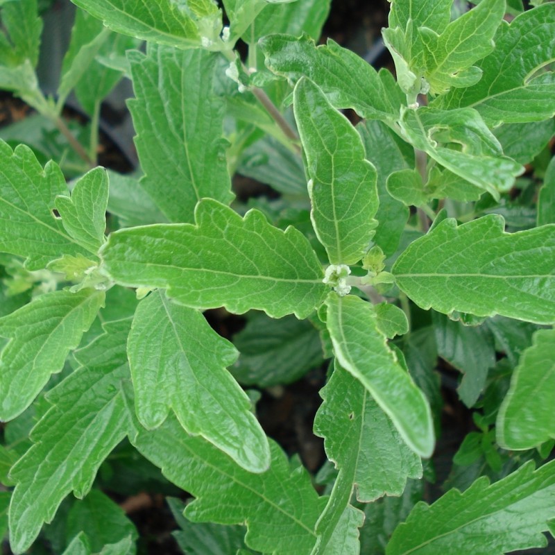 Vente en ligne de Caryopteris 'Grand bleu' 1