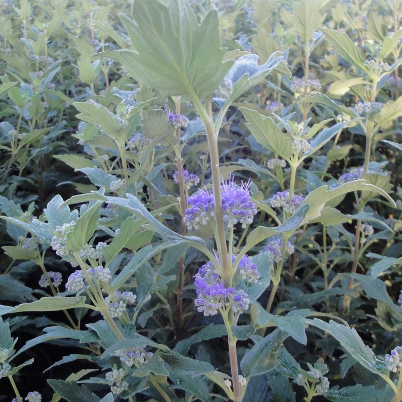 Vente en ligne de Caryopteris 'Grand bleu' 2