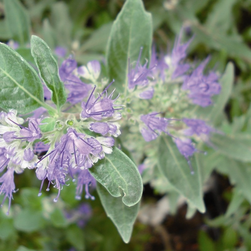 Vente en ligne de Caryopteris 'Grand bleu' 3