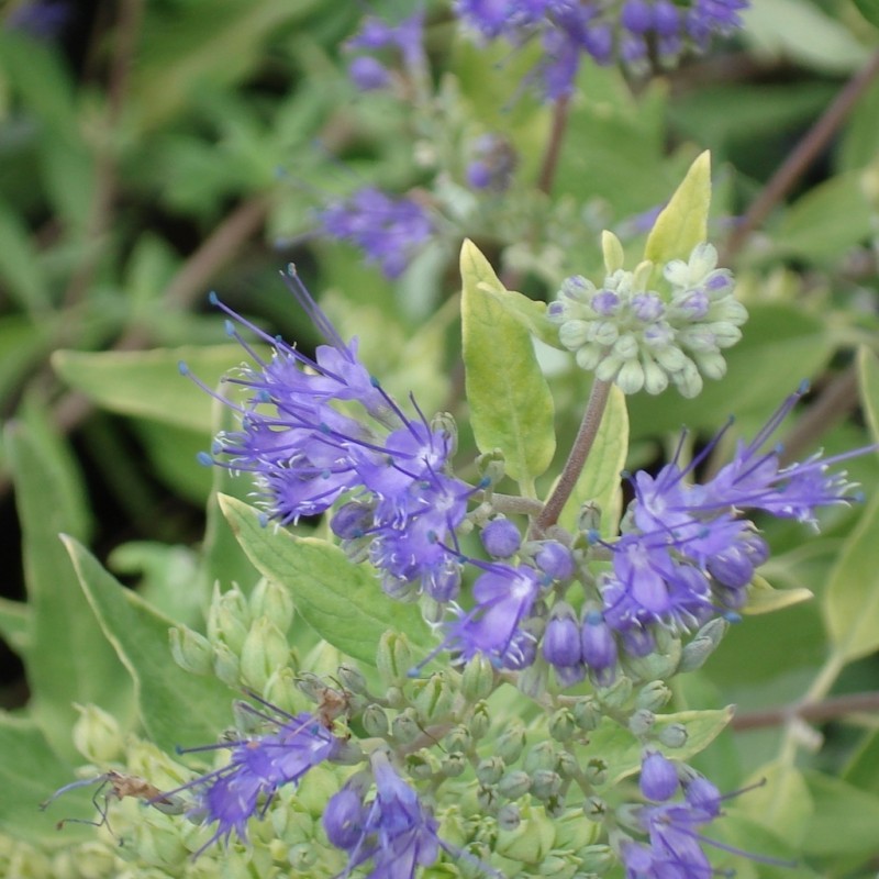 Vente en ligne de Caryopteris 'Worcester gold' 3