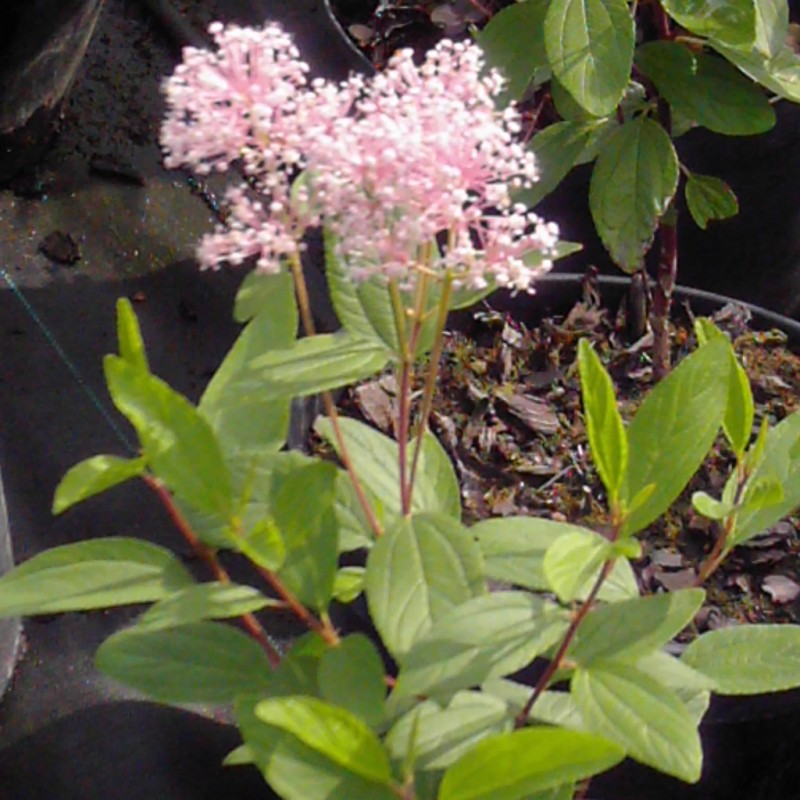 Vente en ligne de Céanothe 'Perle rose' 0