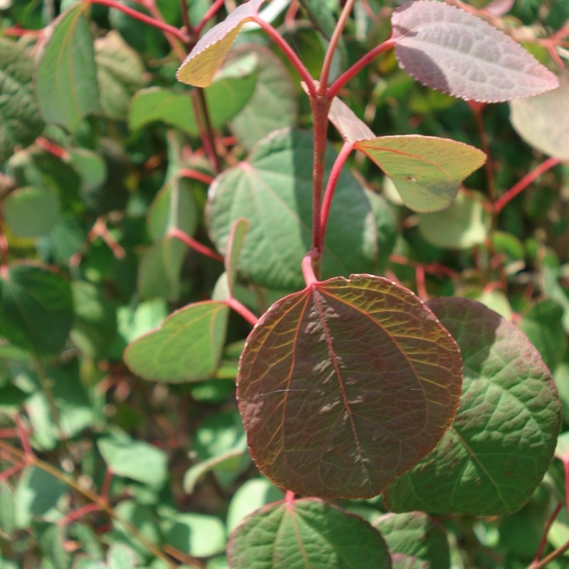 Vente en ligne de Arbre au caramel 0