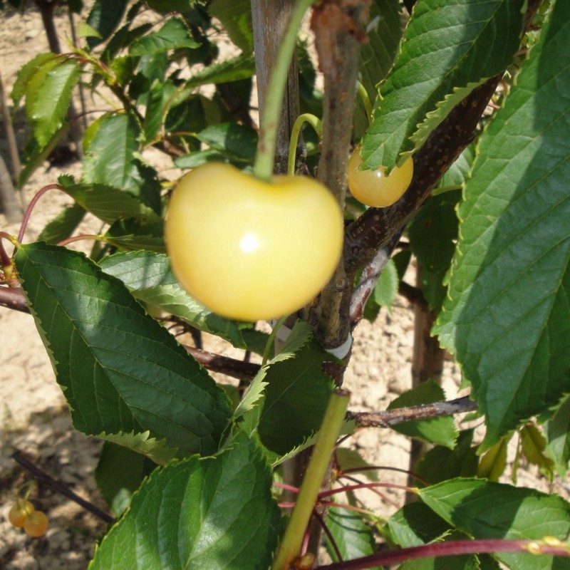 Vente en ligne de CERISIER - Prunus avium - bigarreau 'Blanc' 0