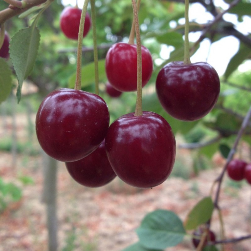 Vente en ligne de CERISIER - Prunus cerasus - griotte 'Griotte du Nord' 1