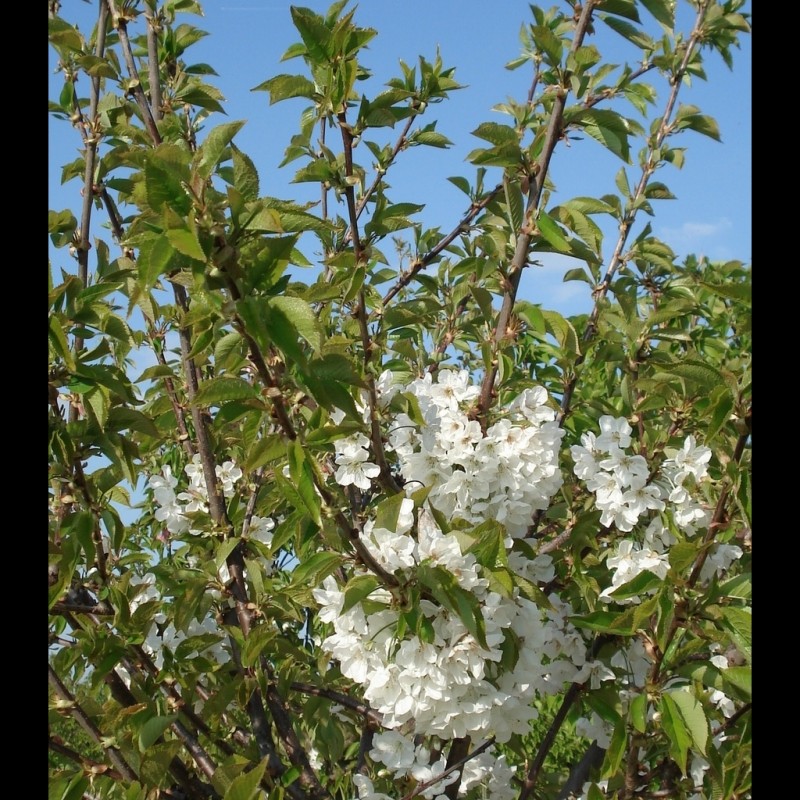 Vente en ligne de CERISIER - Prunus avium - bigarreau 'Hatif de burlat' 0