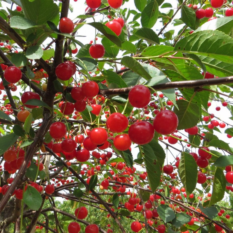 Vente en ligne de CERISIER - Prunus cerasus - griotte 'Montmorency' 1