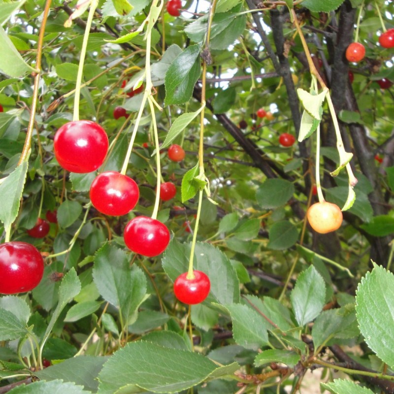 Vente en ligne de CERISIER - Prunus cerasus - griotte 'Toussaint' 0