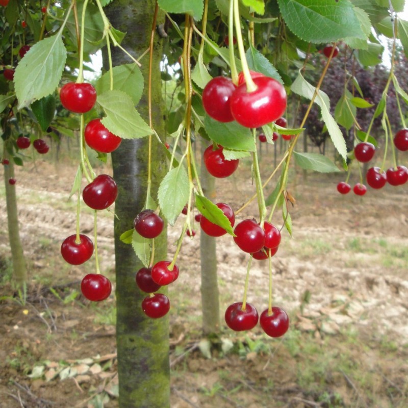 Vente en ligne de CERISIER - Prunus cerasus - griotte 'Toussaint' 2