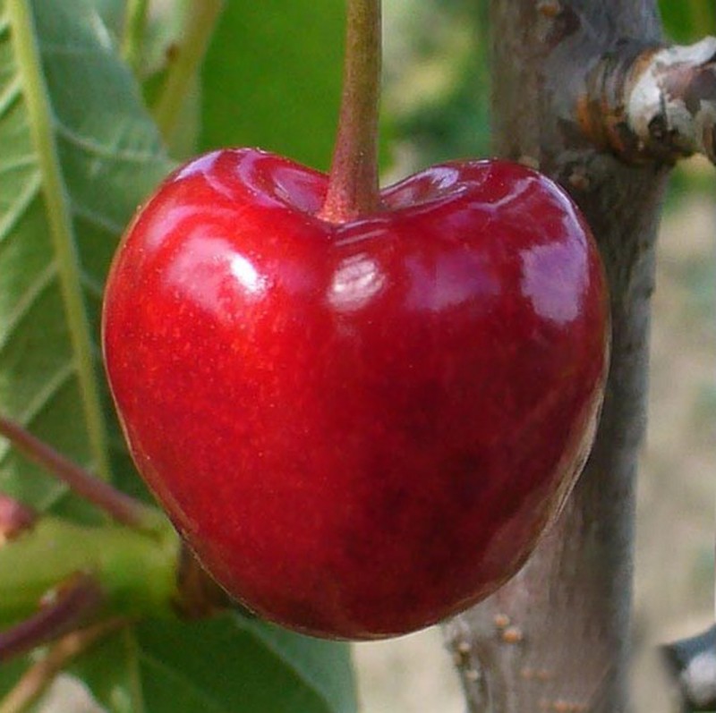 Vente en ligne de CERISIER - Prunus avium - bigarreau 'Tigre ou marbré' 0