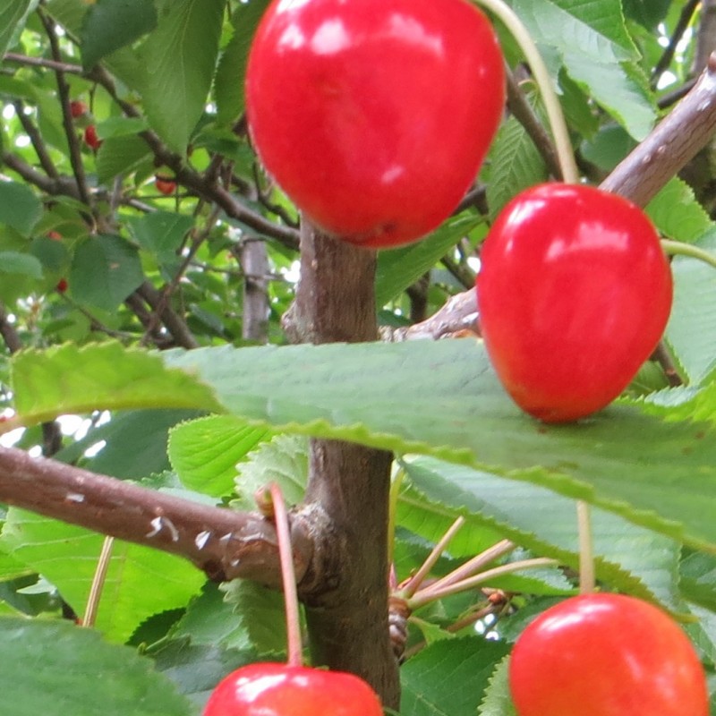Vente en ligne de CERISIER - Prunus avium - bigarreau 'Van' 1