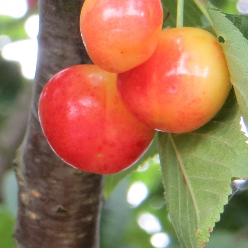 Vente en ligne de CERISIER - Prunus avium - bigarreau 'Van' 0
