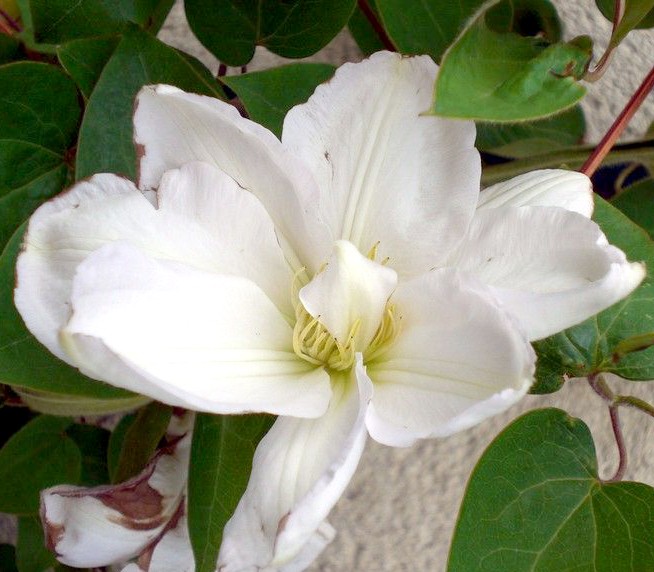 Vente en ligne de Clématite à fleurs blanches 0