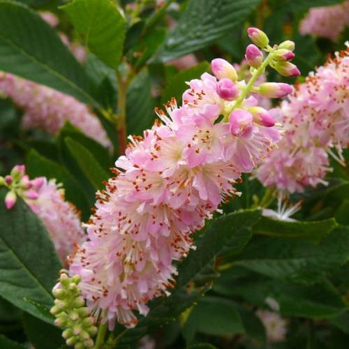 Vente en ligne de Clethra 'Pink Fire' 0