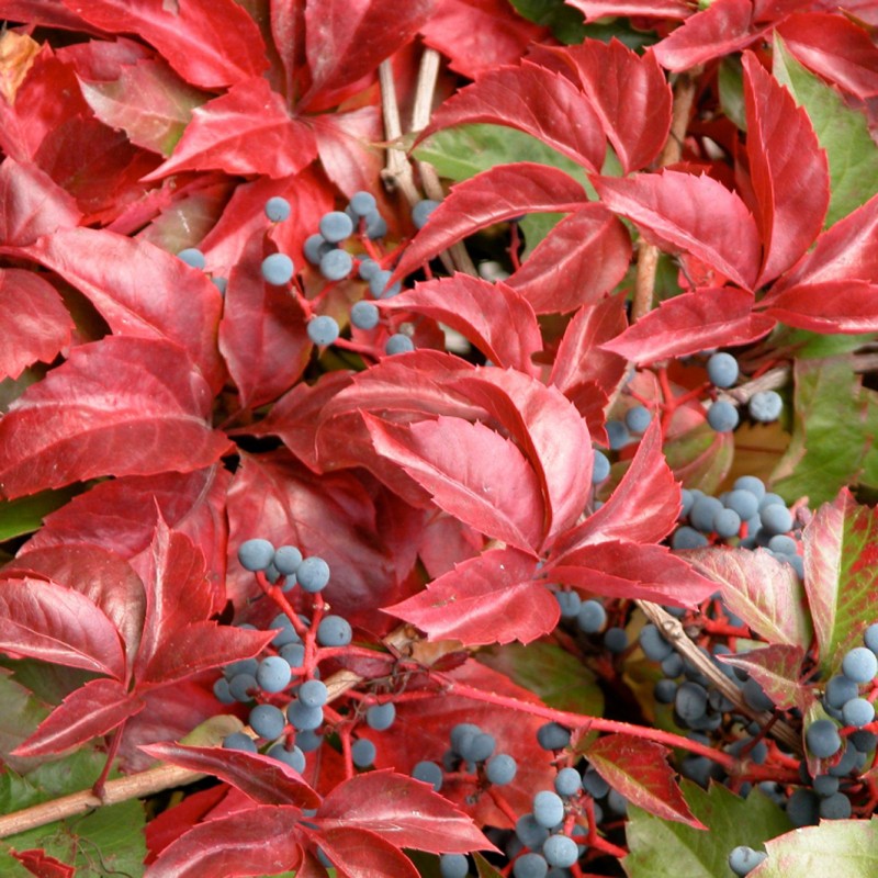 Vente en ligne de Vigne vierge 5 Feuilles 0